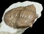 D Asaphus Plautini Trilobite - #6444-2